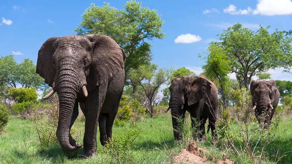 5-Days Tanzania Safari to Tarangire, Serengeti, Ngorongoro and Manyara Adventure