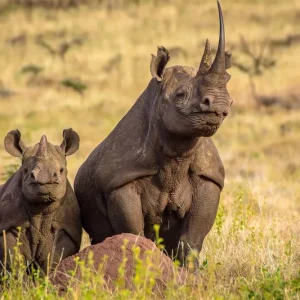 3-Days Tanzania Safari to Selous, Walking and Boat family adventure