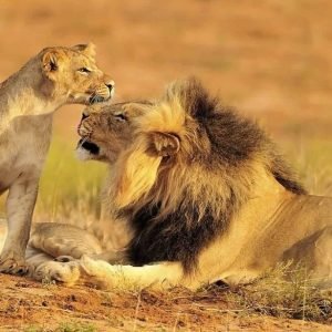 5-Days Tanzania Safari Selous, Mikumi & boat adventure